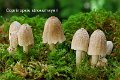 Coprinopsis strossmayeri-amf1949
